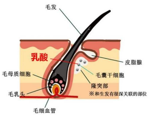 干细胞治疗脱发的效果怎么样.png