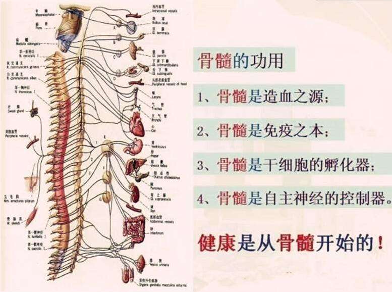 养骨髓.jpg