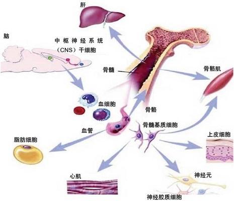 骨髓1.jpg