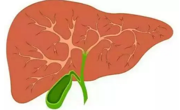 肽能修复肝脏吗.png