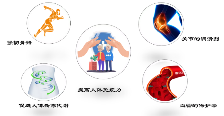 胶原蛋白肽的功能作用.png