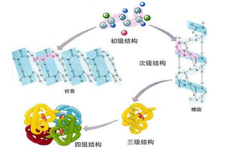 肽对氨基酸的吸收.png