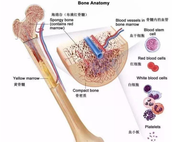 骨髓干细胞.png