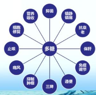 活性多糖的作用.png