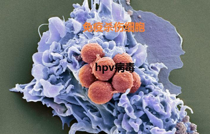 HPV增强免疫力.jpg