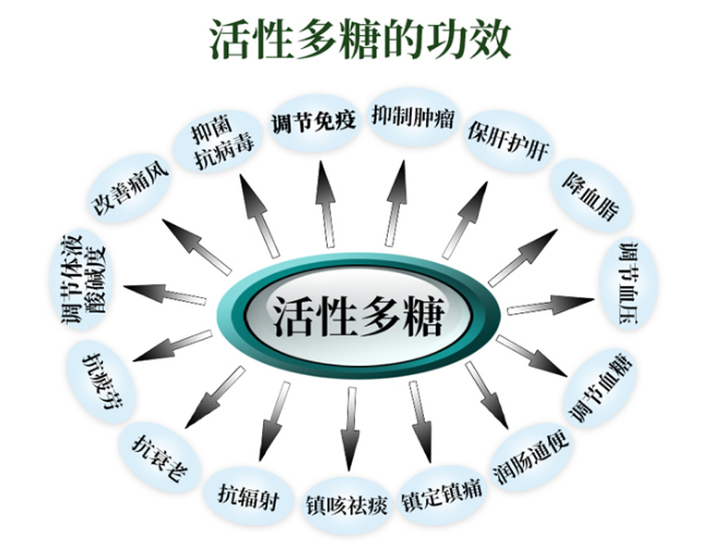 活性多糖的作用.png