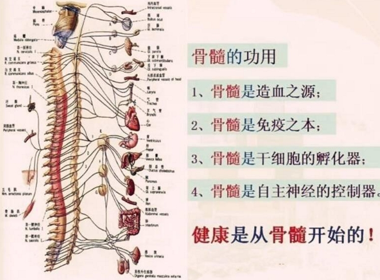 牛骨髓的作用.png