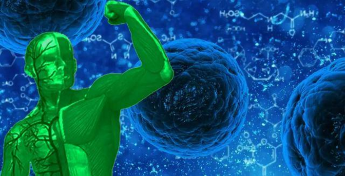 干细胞与免疫力增强.png