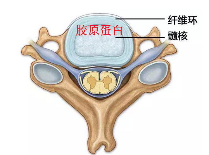 胶原蛋白.jpg