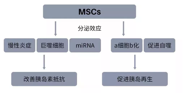 干细胞对糖尿病的作用.png