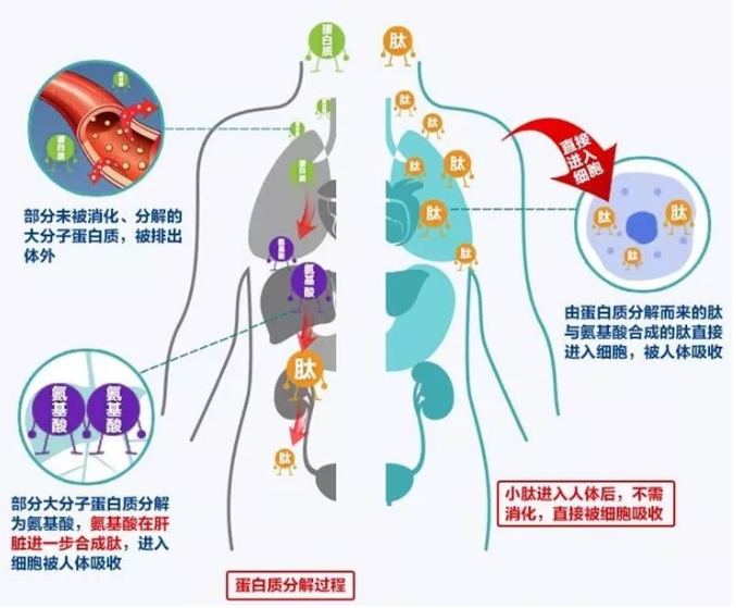 肽和氨基酸哪个好.png