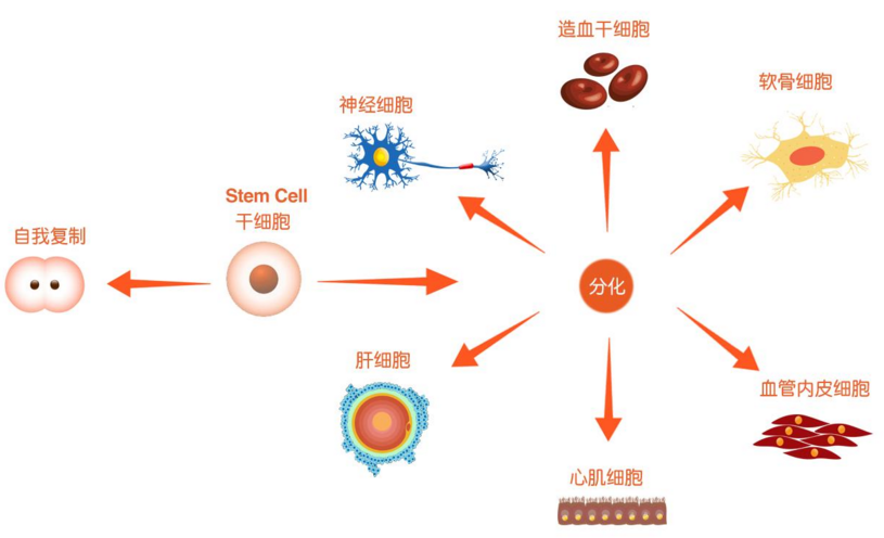 干细胞注射治疗肝衰竭安全吗？干细胞疗法真的能根治慢性肝衰竭吗？