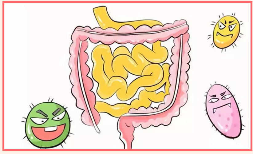 沙棘油对胃肠道疾病的作用及其原理，沙棘与肠胃