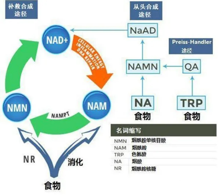 NMN对糖尿病怎么样？吃多久能治疗好糖尿病？