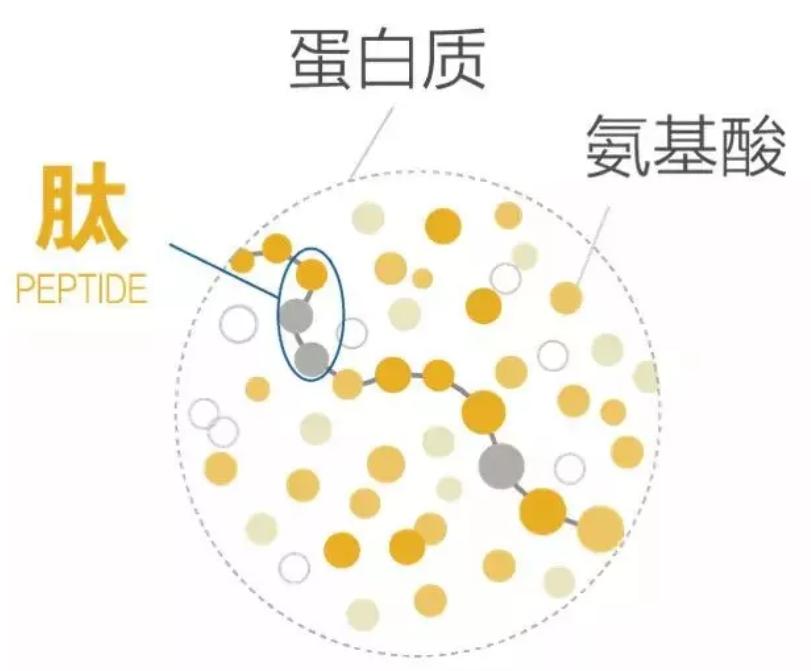 小分子肽粉为什么好吸收？人体对肽的吸收和利用机制