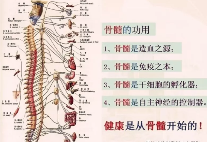 补骨髓肽，有病调理病，无病预防，延年益寿