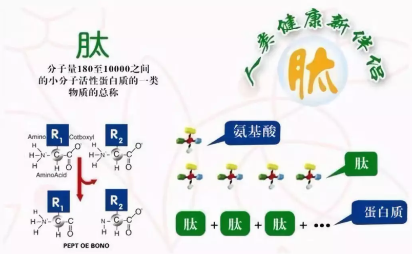 小分子肽能治疗癌症吗.png