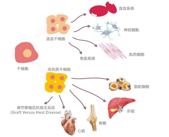 干细胞与心脑血管疾病.png