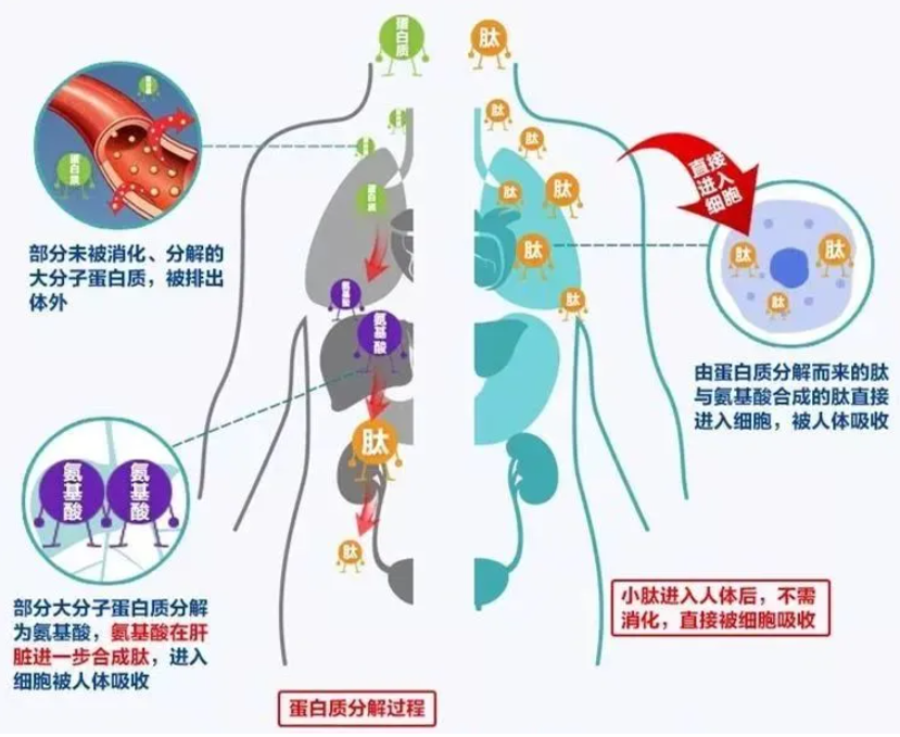 胶原蛋白肽会增加肝肾负担吗，哪个牌子的胶原蛋白肽效果好