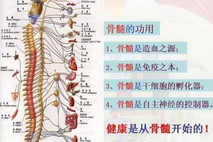 骨关节疾病为什么要补骨髓，补骨髓与痛风