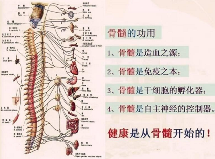 服用牛骨髓肽的好处，什么牌子的牛骨髓肽效果好