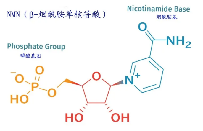 NMN那贵真的有那么好吗？NMN到底能治疗哪些疾病？