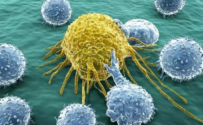 免疫细胞的作用.png