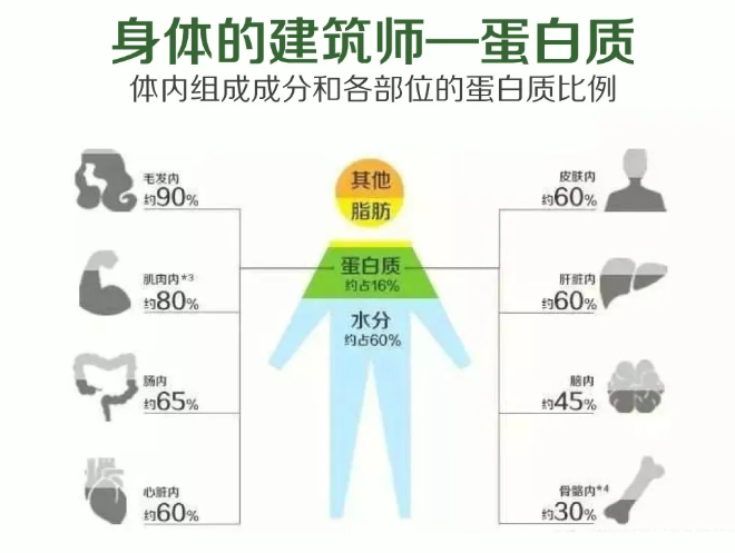 肽是蛋白质的主要吸收形式，小分子肽是最容易消化吸收的蛋白质！