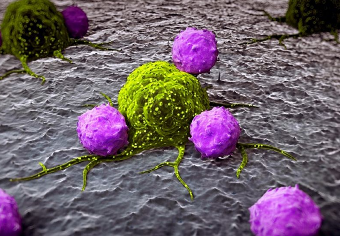 免疫细胞攻击癌细胞.png