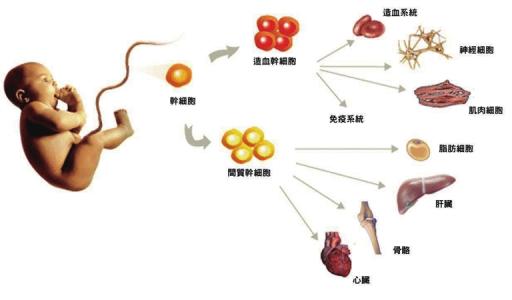 脐带血干细胞储存.jpg