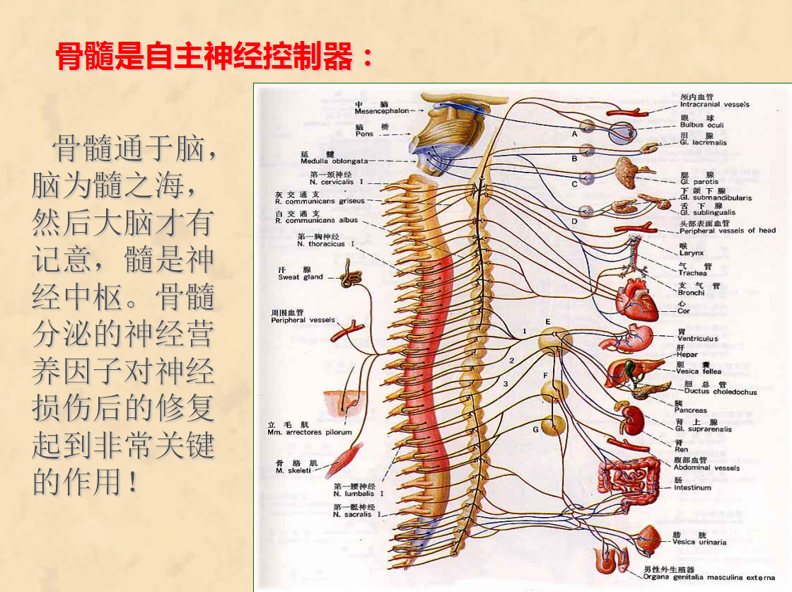 骨髓的功能.png