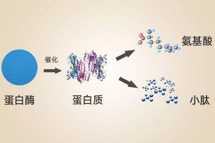 肽是什么？长期喝小分子肽能降尿酸吗？