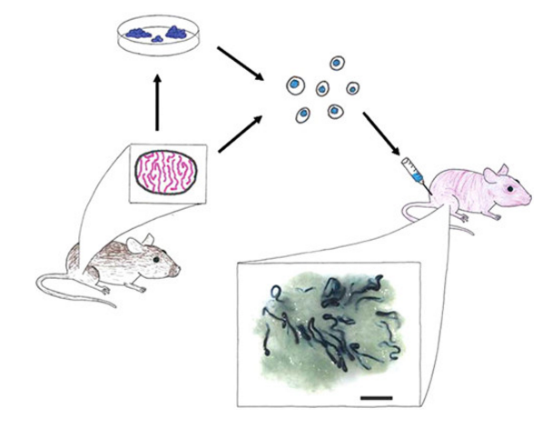 干细胞动物实验图.png