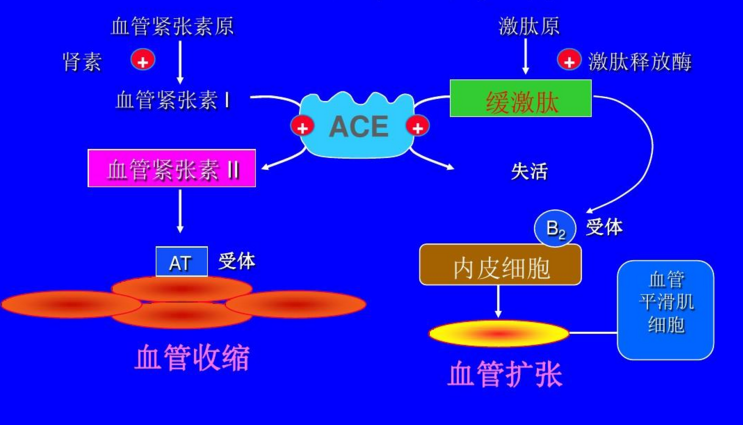 肽对降血压效果好吗.png