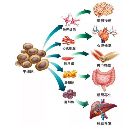 干细胞与肝脏再生.png
