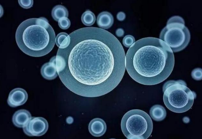 干细胞注射有哪些作用与功效，干细胞与免疫力调节