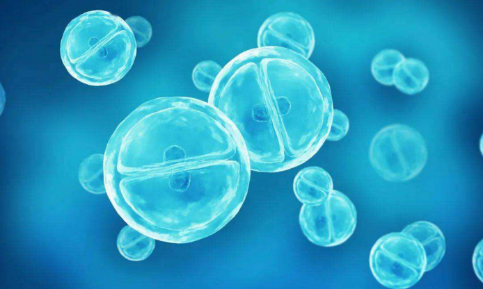 间充质干细胞的靶向性，干细胞与靶向修复