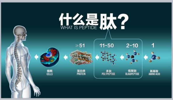 小分子肽为什么那么火？细数小分子肽的10大功能