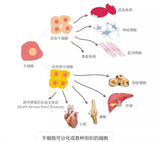 干细胞用于糖尿病治疗效果怎么样，干细胞口服是骗人的吗