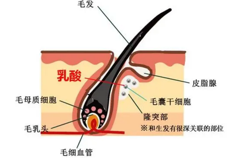 干细胞技术防脱疗法，干细胞能让头发再生吗？