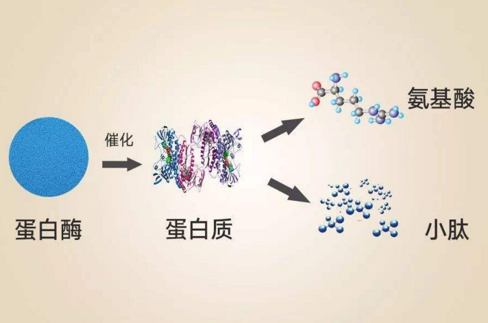 肽的作用大吗，小分子肽降血糖效果好吗？