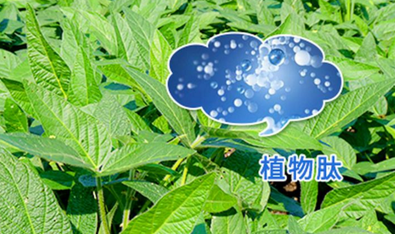 动物肽与植物肽的区别.png