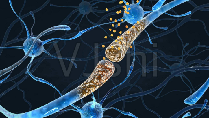 肽与神经.png