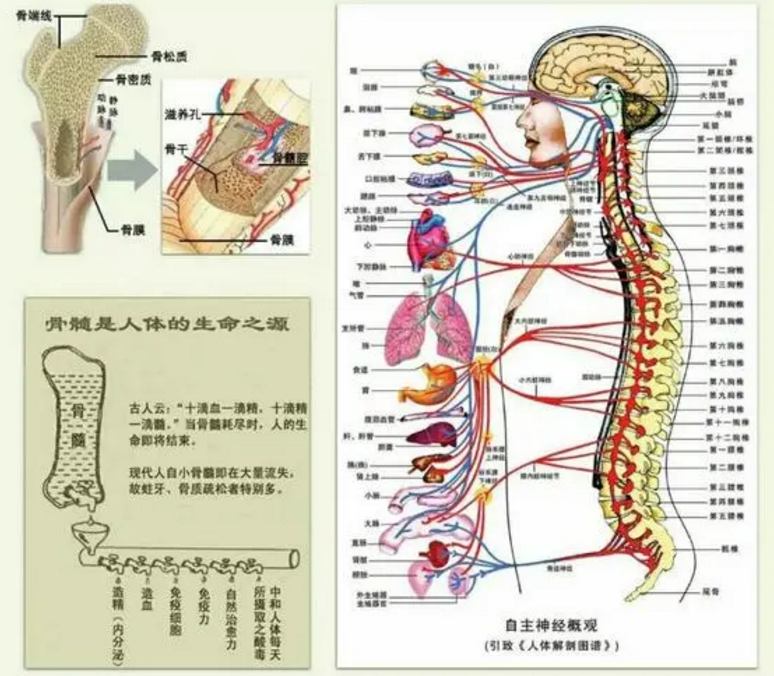 骨髓的重要作用，大家又应该怎样补髓与养髓呢？