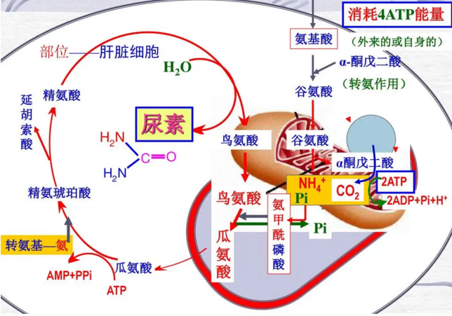 有哪些因素会影响蛋白质的吸收