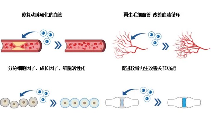 干细胞与再生血管.png