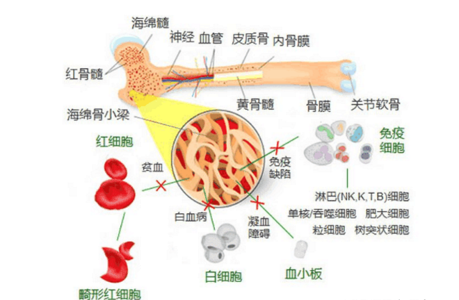 骨髓微环境对健康的重要影响！.png