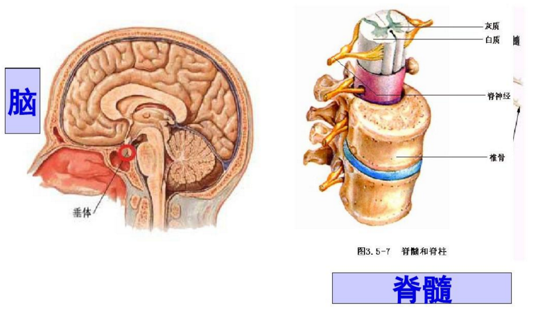 补骨髓产品能治疗股骨头坏死吗？吃哪些产品能补骨髓，补骨髓与类风湿