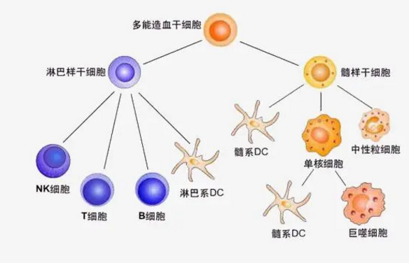 造血干细胞.png