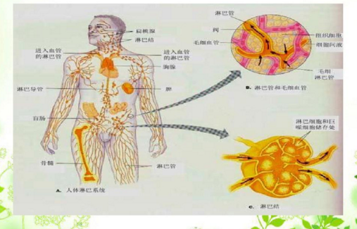 小分子肽与提高抗病能力，痛风病人能喝肽吗